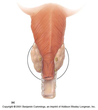 Larynx Thyroid Gland and Parathyroid Glands Thyroid lobes isthmus Parathyroid glands Posterior view Anterior