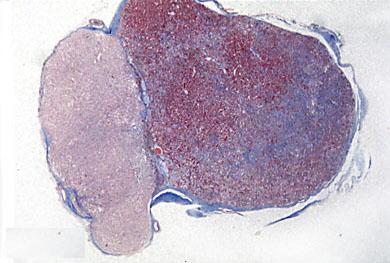 The Pituitary Gland Lightly stained cells of the neurohypophysis reflects the neural nature of this gland.