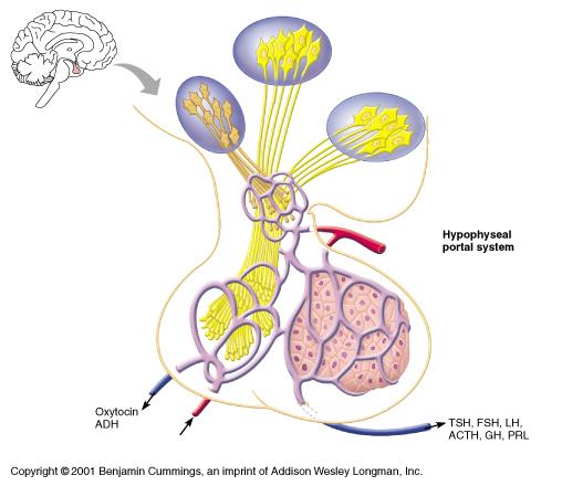 Hypophyseal- Hypothalamic Connection Ventral hypothalamic neurons Infundibulum Neural tract Posterior lobe storage region Dorsal hypothalamic neurons Hypophyseal portal system 1 o capillary plexus