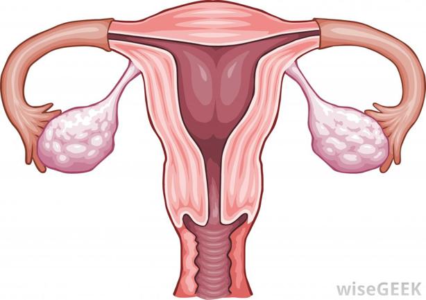 Fertilization and Pregnancy fallopian tube/ oviduct
