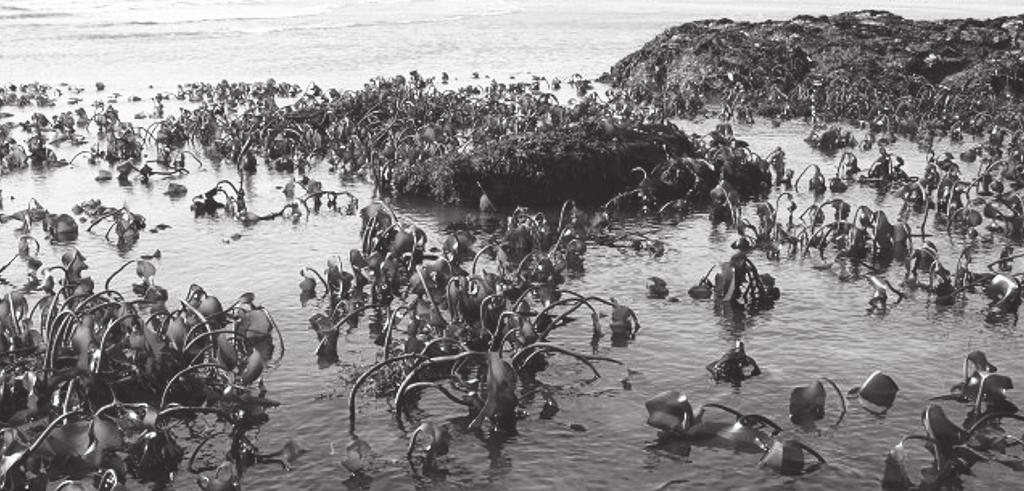 16 7. Kelp, Laminaria digitata, is an alga which lives in the sea.