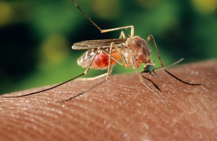 Factors Associated with the West Nile Virus Outbreak of 2012 High level of WNV activity in