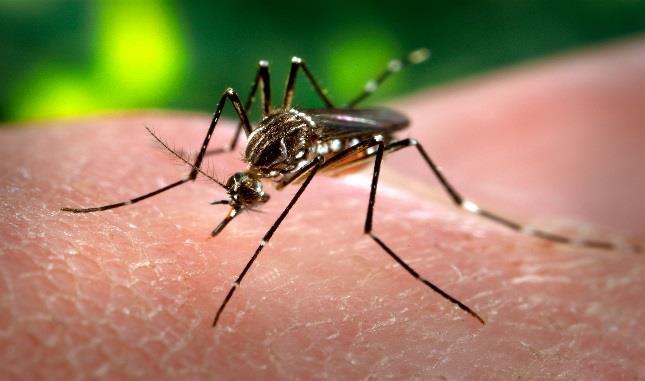Climate, Weather, and Zika Virus At warmer temperatures, Ae.