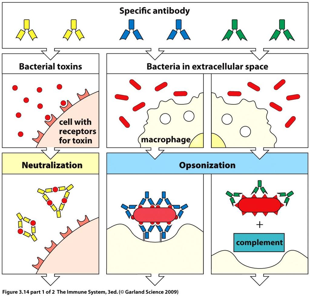 Elimination extracellular pathogens by antibodies Antibodies present in blood, lymph and intracellular fluid connective tissues => bind to pathogens in infected tissues everywhere in the body