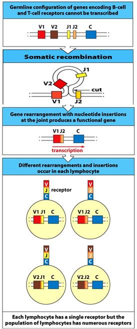 Diversity generated by gene rearrangement Variable regions immunoglobulins (Ig) and T cell receptors (TCR) encoded by separate V, (D) and J segments Ig heavy chain and TCR β chain contain additional