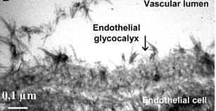 Glycocalyx Function Regulates cell adhesion and vascular permeability Creates a high intravascular colloidosmotic gradient Acts as a mechanotransducer by sensing shear stress and inducing endothelial