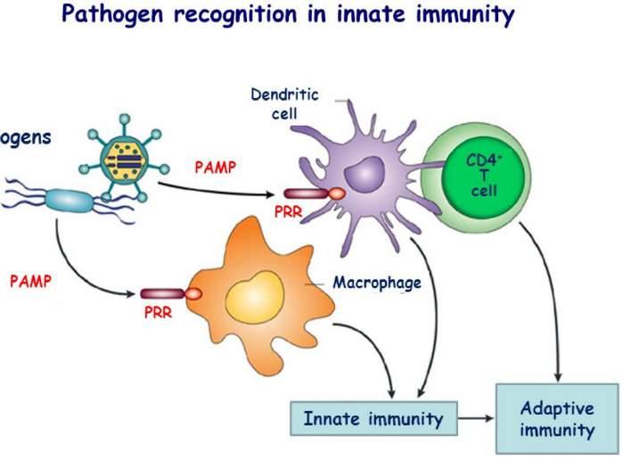 Path Basic Immunology DAMP: damage-associated molecular pattern Intracellularly sequestered molecules that remain unrecognized by the immune system under normal condition Cellular stress or