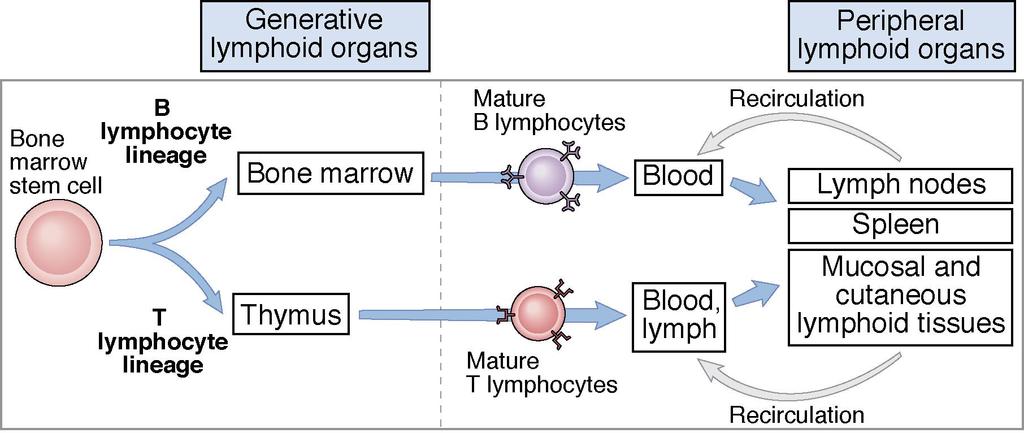 Development of B and T lymphocytes