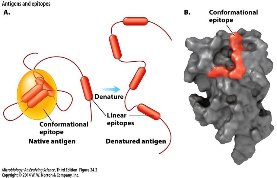 antigenic Epitope (Antigenic determinant) small molecular group (site) on