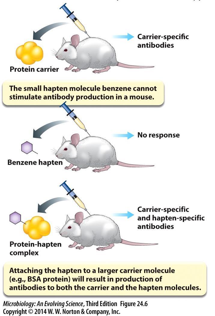 How haptens can elicit antibody production Examples of carrier