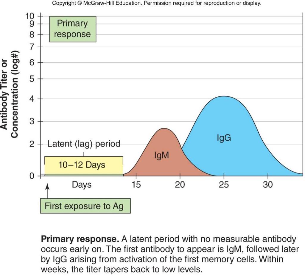 Primary response to Antigen After first exposure to an Ag immune system produces IgM and a
