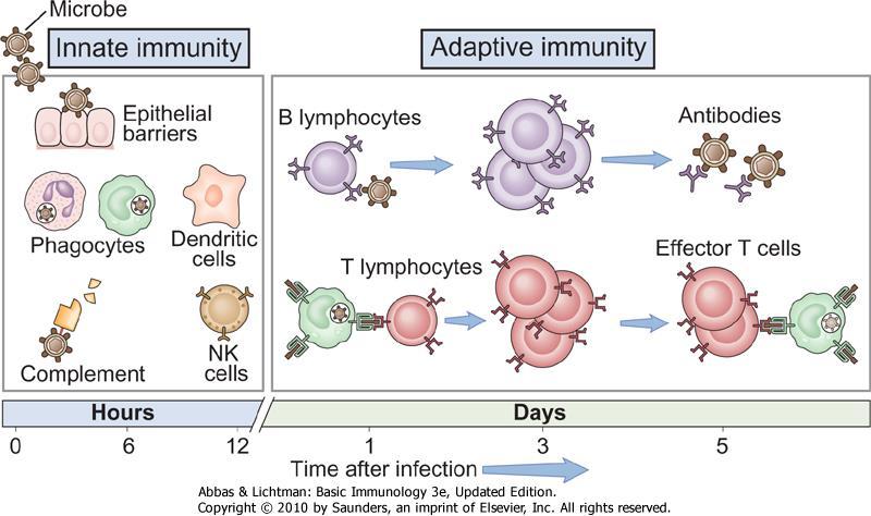 Innate and adaptive immunity Innate immunity: always present (ready to