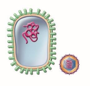 virulence of viruses or bacteria eliminates virulence