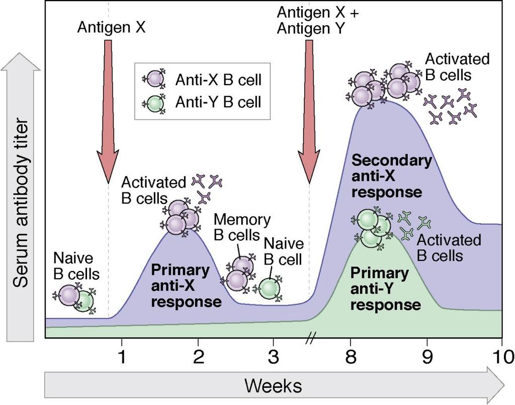 Primary and secondary immune responses illustrate specificity and