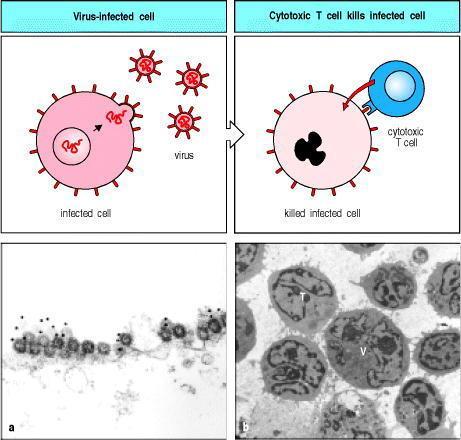 Humoral Immunity provides protection against extracellular pathogens Cell-mediated Immunity provides protection against intracellular pathogens Humoral and cell mediated immunity work in concert to