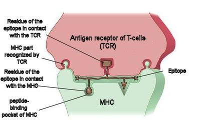 The adaptive immunity molecular basis of T-cell recognition T-cell receptor (TCR) only gets activated if it binds to an antigen together with some specific parts of MHC molecules.