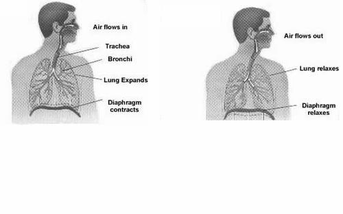 ANATOMY AND PHYSIOLOGY SESSION 12 THE RESPIRATORY SYSTEM The Respiratory system is made up of organs that allow us to breathe.
