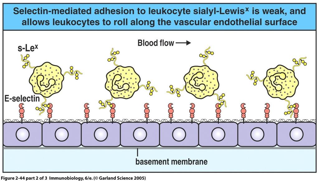 3/10/14 Leukocyte recruitment to sites of inflammation or DC See Abbas and Lichtman Fig.