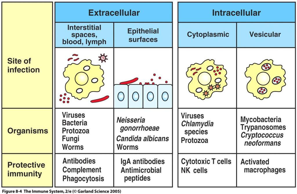 Principle 3 Pathogen location determines protective immune mechanisms CD8 + T cells CD4 + T cells Principle 4 Nonopportunistic