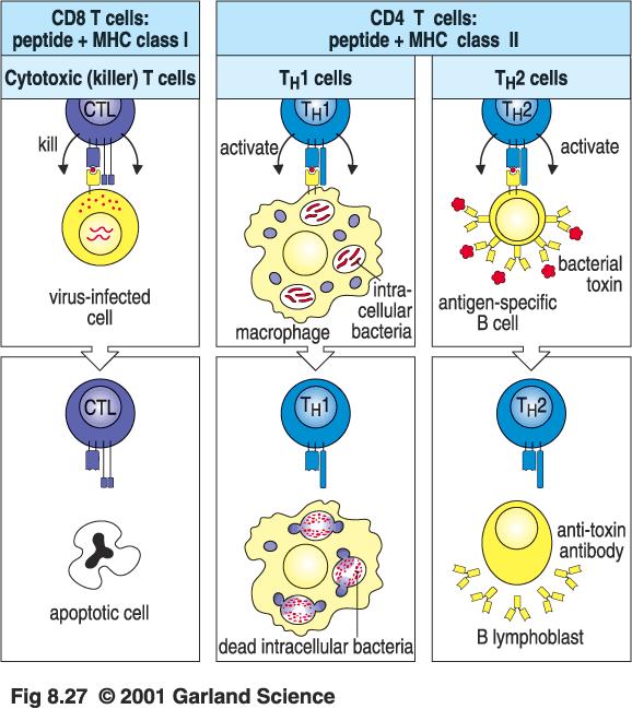An,gens must be processed in order to be recognised by T cells Soluble naeve Ag Cell surface