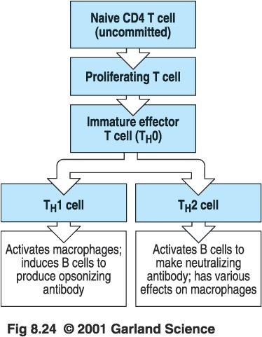 presented by cells that express MHC anegens ANTIGEN PROCESSING No T cell response No T cell
