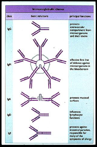complex Structural features of antibodies FAb