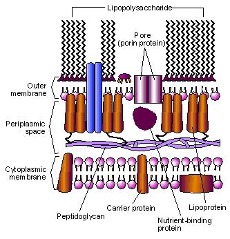 Gram (+) cell envelope structure external milieu protein lipoteichoic