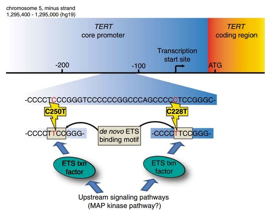 Escaping Senescence Telomerase reverse transcriptase gene Oligodendrogliomas Primary GBMs Alternative lengthening of telomeres (ALT)/ATRX Astrocytomas Secondary GBMs Cohesion between sister