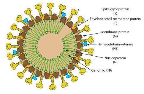 Coronaviruses Group: IV