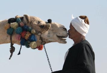 So what is the problem with camels?