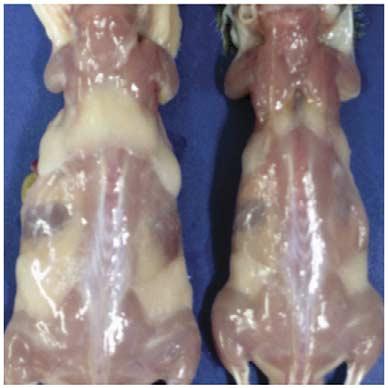 FAS Leptin Body weight (g) IGW ISCW RPW PGW MWAT BAT Fat tissue weight change (%) 8 6 4 EB-ERαKO Fat content (%) 5 5 5 Vis. EB-ERαKO Figure AdipoTrak progenitor ERa mutant male mice are lean.