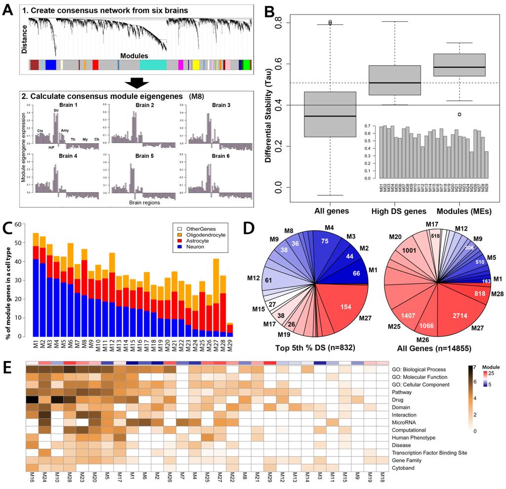 Consensus Co-expression Patterns in Adult Brain Genetic markers for eight cortical cell types in postnatal mouse were identified based on differential expression of RNA-seq derived