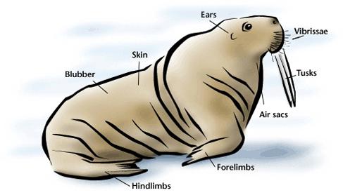 Anatomy of a Walrus Wrinkly skin: typically tan, appears paler when cold (decrease of blood flow to surface to save heat), appears reddish when warm (increase of blood flow to surface to cool body).