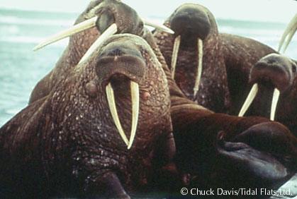 The walrus population is about 200,000 and was last counted in 1990 There are
