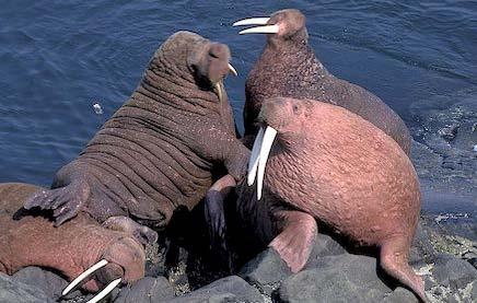 populated and larger than the Atlantic Walrus There is dispute over the 3 rd