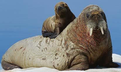 The Life of a Walrus Walruses live an average lifespan of up to 40 years Lives