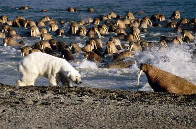 Endangerment The walrus s enemies are polar bears, killer whales, and