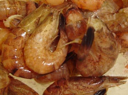 EXAMPLE: BROWN SHRIMP (Crangon crangon) Dominant microbiota of shrimp during storage under several