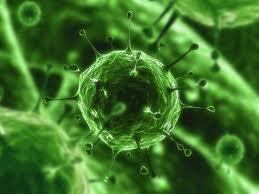 About Viruses They can be round, rod or complex in shape.