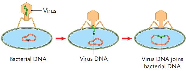 Retrovirus A bacteriophage is a virus that infects a bacterium. The virus attaches to the bacterium. It injects its DNA into the bacteria and joins into the bacteria's DNA.