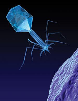 A VIRUS that gobbles up the bacteria that cause debilitating ear infections could become the next weapon against antibiotic resistant bacteria, after the first clinical trial of a bacteriophage