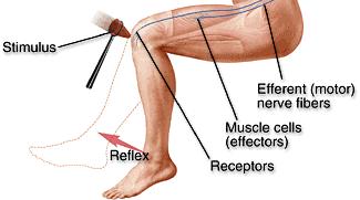 The monosynaptic knee-jerk (myotatic) reflex: How