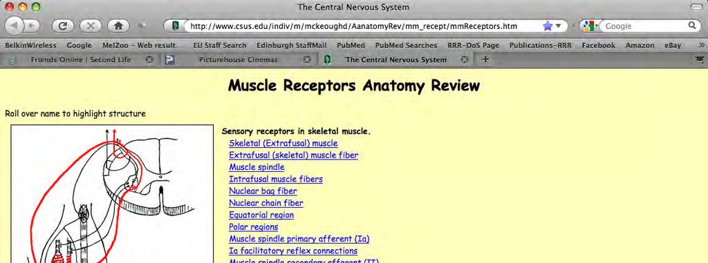 Sensory receptors in skeletal muscle.