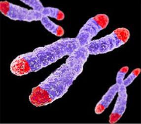 TELOMERES Protective ends on all chromosomes Protect DNA code from