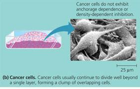 CANCER CELLS Don t respond to control signals Lose contact inhibition Lose anchorage dependence