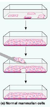 GROWTH FACTORS CONTACT INHIBITION Crowded cells stop dividing