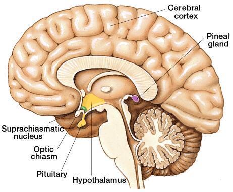 Secreted by the pineal gland in the brain Hormone associated with the onset of sleep It is secreted in larger quantities when it is dark When it enters our bloodstream in the