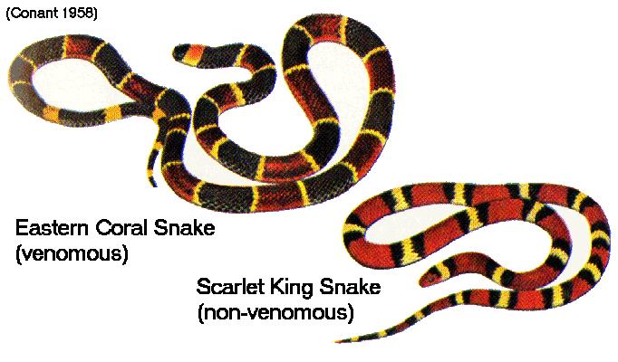 Many poisonous animals are brightly colored, with distinctive patterns in some species. This appearance is called warn of the coral snake e also Ex: two wasps andimposters two insects mimics.