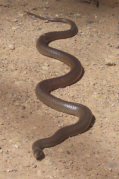 Everything else about the two snake groups was the same. the ringed snakes compared to the brown snakes could only have been due to the difference in Both placed at random in the same locations.