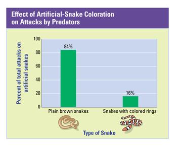 Data fit the prediction based on the mimicry hypothesis. The experiment supports the hypothesis that the king snakes' mimicry of coral-snake coloration helps protect against predators.